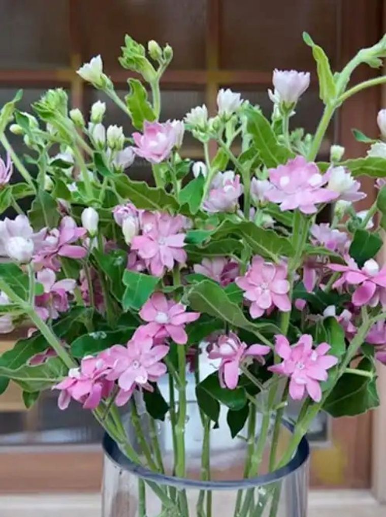 Pink and white flowers in glass vase with green stems and buds