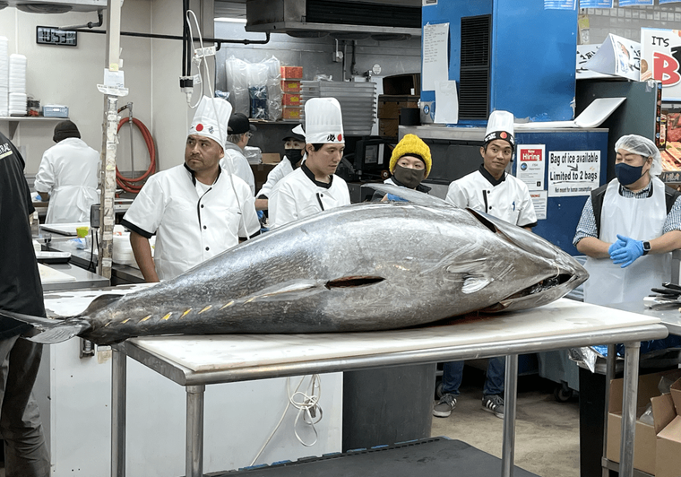 Large fresh tuna displayed on stainless steel table with chefs in commercial kitchen