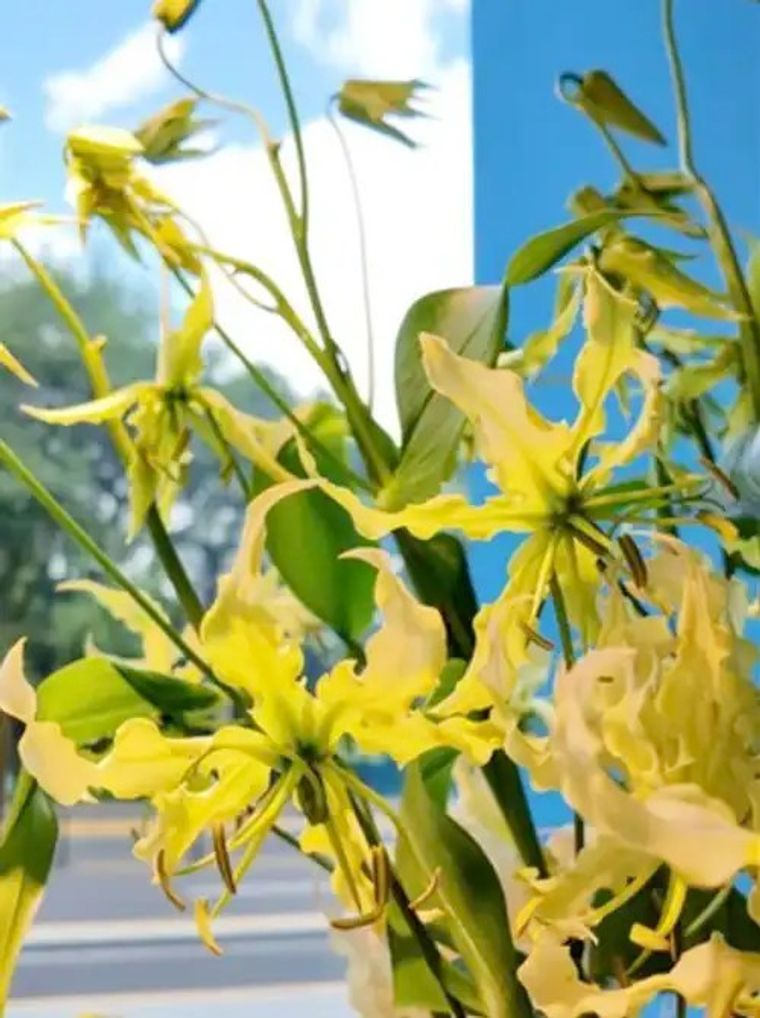 Yellow flowering plant against blue sky with green stems and buds