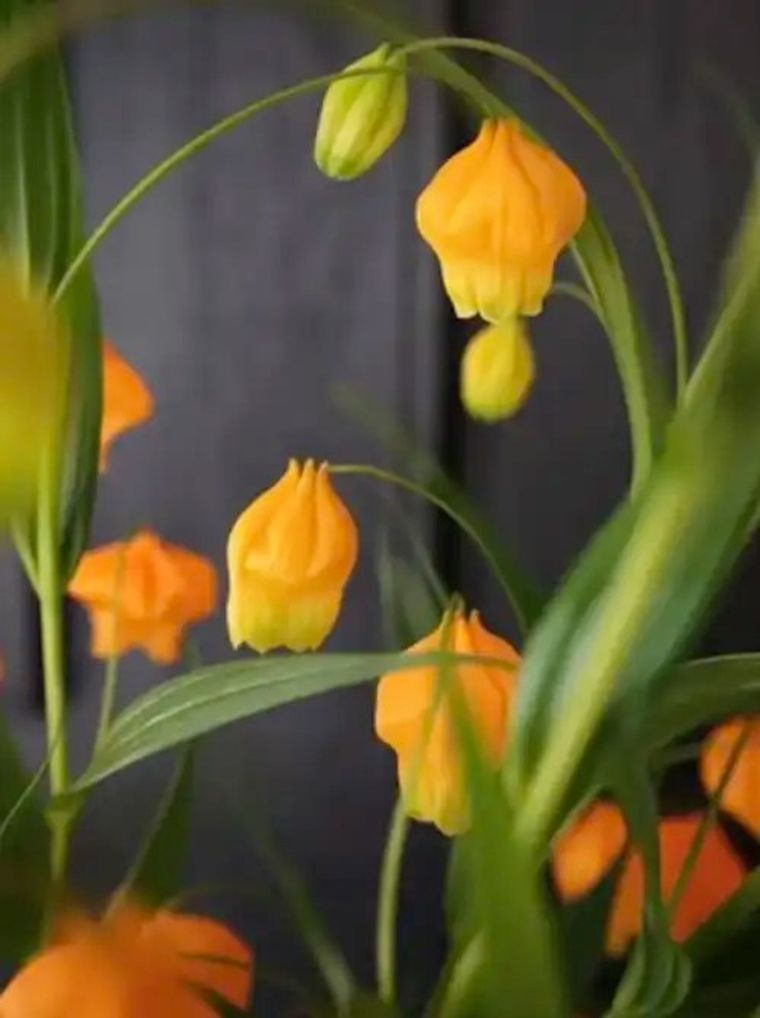 Yellow and orange bell pepper flowers with green stems against dark background