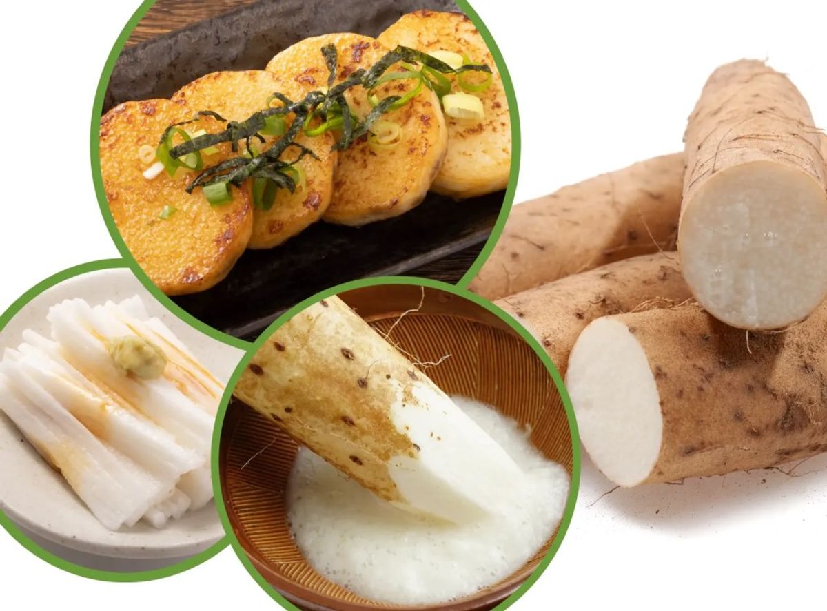 Yamaimo (Japanese mountain yam) whole and sliced with prepared dishes