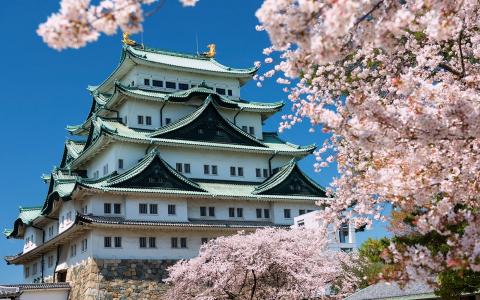 Japanese castle with cherry blossoms blooming against blue sky