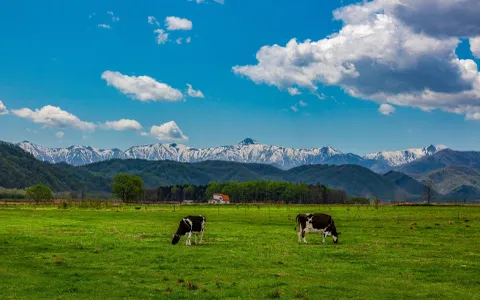 Cows grazing in green pasture with snow-capped mountains and farmhouse in background