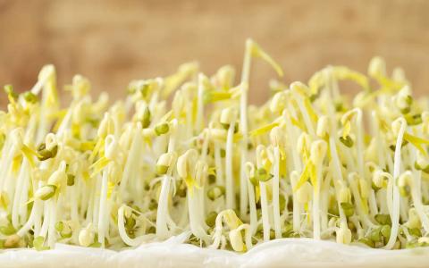 Bean sprouts with green hulls on white surface, close-up macro shot