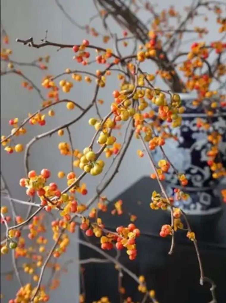 Sea buckthorn berries on delicate branches, vibrant orange and yellow autumn harvest