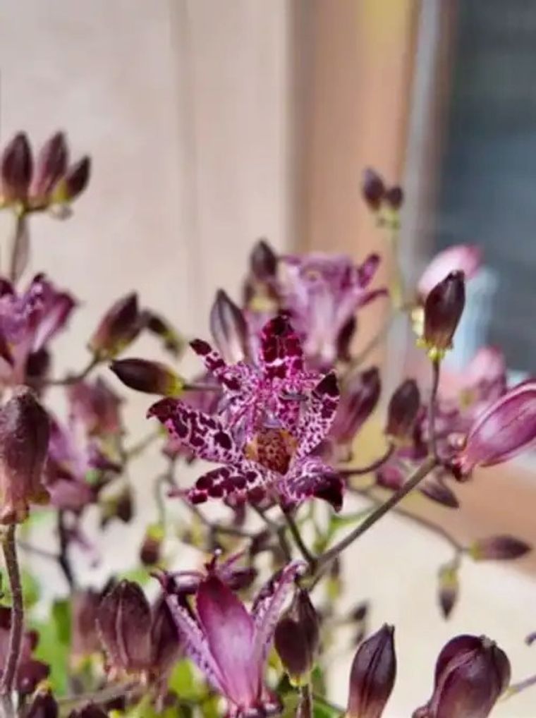 Purple scabiosa flowers with buds and green stems in soft focus indoor setting