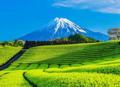 Snow-capped Mount Fuji overlooking vibrant green tea fields under blue sky