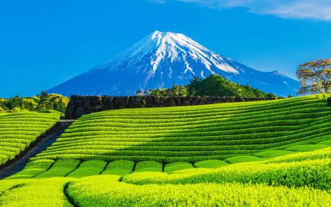 Snow-capped Mount Fuji overlooking vibrant green tea fields under blue sky
