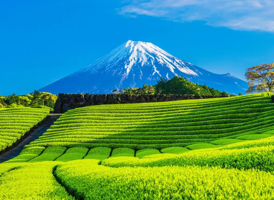 Snow-capped Mount Fuji overlooking vibrant green tea fields under blue sky
