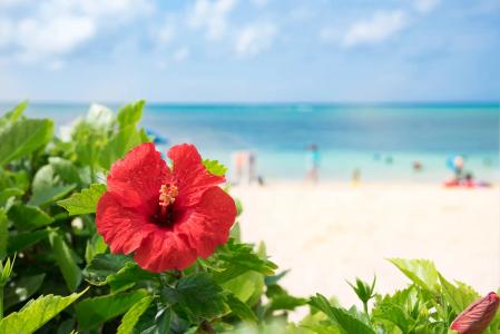 Red hibiscus flower blooming on tropical beach with turquoise ocean and white sand