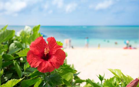 Red hibiscus flower blooming on tropical beach with turquoise ocean and white sand