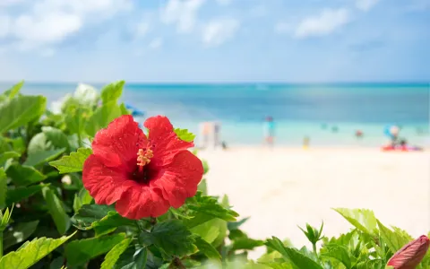 Red hibiscus flower blooming on tropical beach with turquoise ocean and white sand