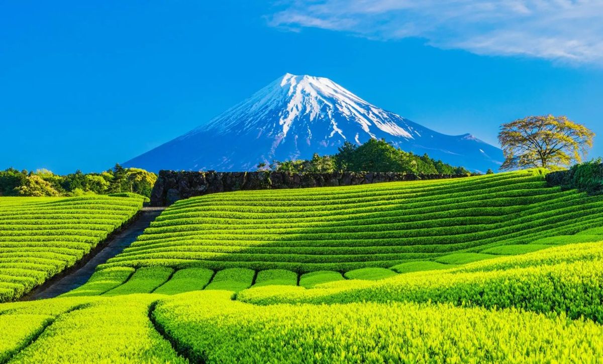 Mount Fuji with verdant tea fields and green agricultural landscape in Japan