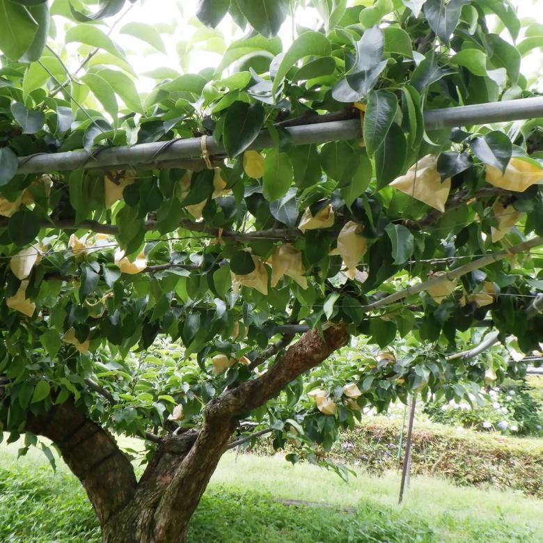 Pear tree with green foliage and support poles in orchard setting